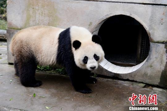 林冰最新爆料熊猫,熊猫生成背后的神秘技术大揭秘